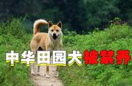 为何国犬中华田园犬在城市中被禁止饲养？