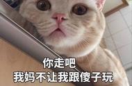 买猫需谨慎：这些猫咪可能会让你陷入困境