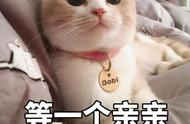 适合家养的猫界“体味最轻”品种，你家猫咪上榜了吗？