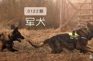 人类最忠实的伙伴：探索神秘的军犬品种