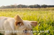 成都市政府公布禁养犬类清单，中华田园犬因身高超标被限制饲养！