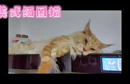 美式缅因猫：温柔的巨人