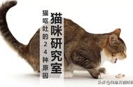 猫吐了，这些24个原因你了解吗？（收藏版）