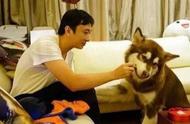 为什么阿拉斯加犬成为网红宠物的首选？