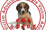 比格犬驯服技巧：让狗狗成为你的忠实伙伴