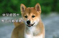 中华田园犬被禁养的原因：最理智的分析，引人深思