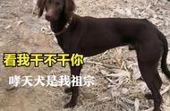 中华田园犬家族：笑对“洋犬”挑战，绝不示弱