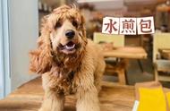 水煎包：一只英国可卡犬的自我陈述