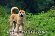 养中华田园犬的必备知识