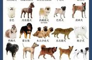 领略中华田园犬的多样魅力：55种不同品种等你发现！