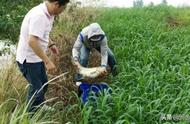 钓大鱼的秘密武器：菜市场就能买到的两种饵料