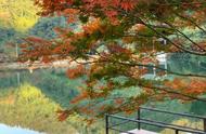 从广州出发，河源2天游：探寻野趣沟风景区的秋枫美景