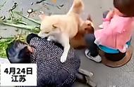 家犬变野兽：老人遭受秋田犬疯狂袭击，主人无奈调侃