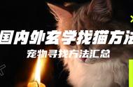 走失宠物救援：比较国际找猫玄学方法的有效性