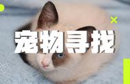 丢失爱猫应急手册：寻找走失宠物的策略