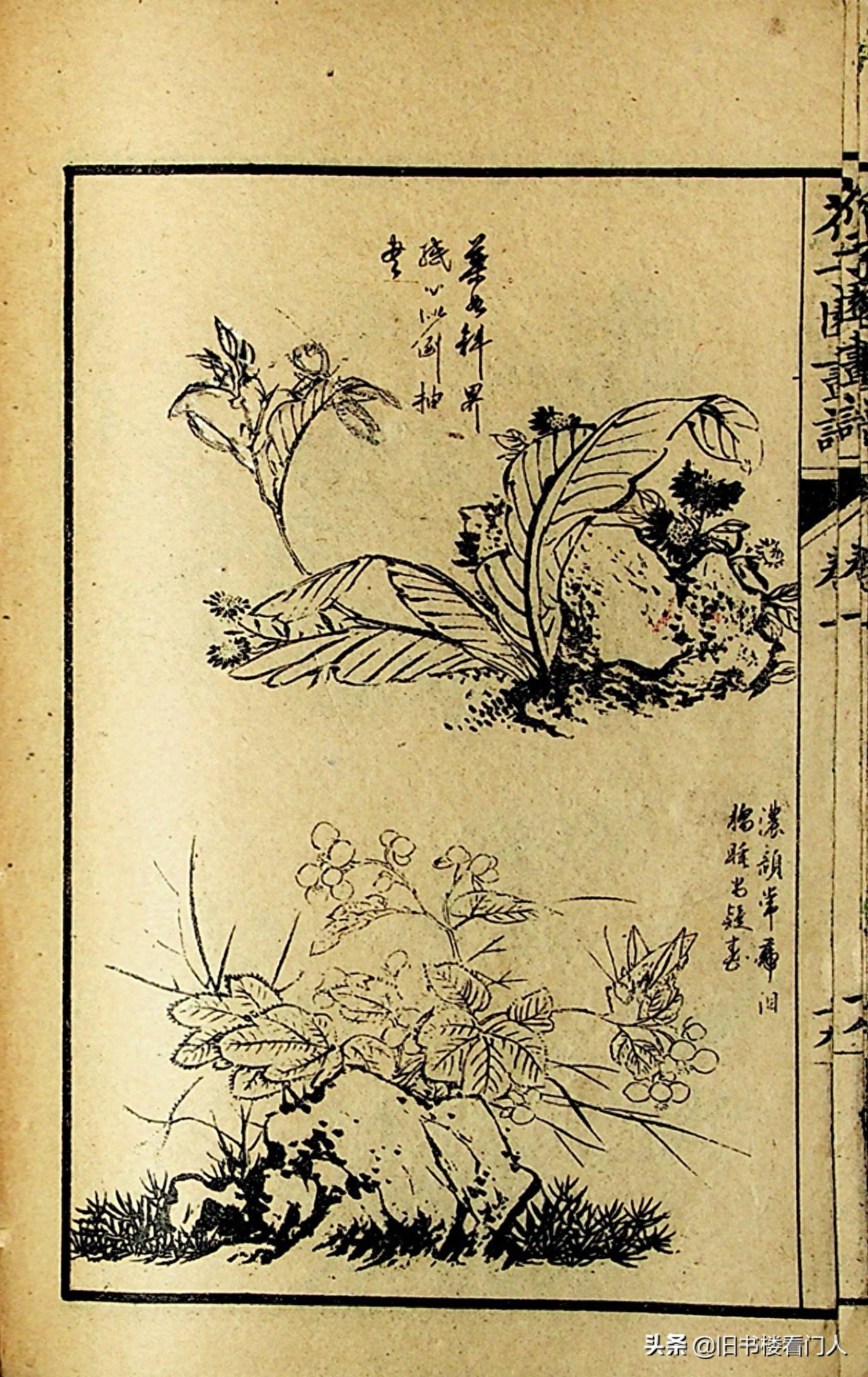 艺术类学画必修之书－《芥子园画谱·草虫花卉谱》