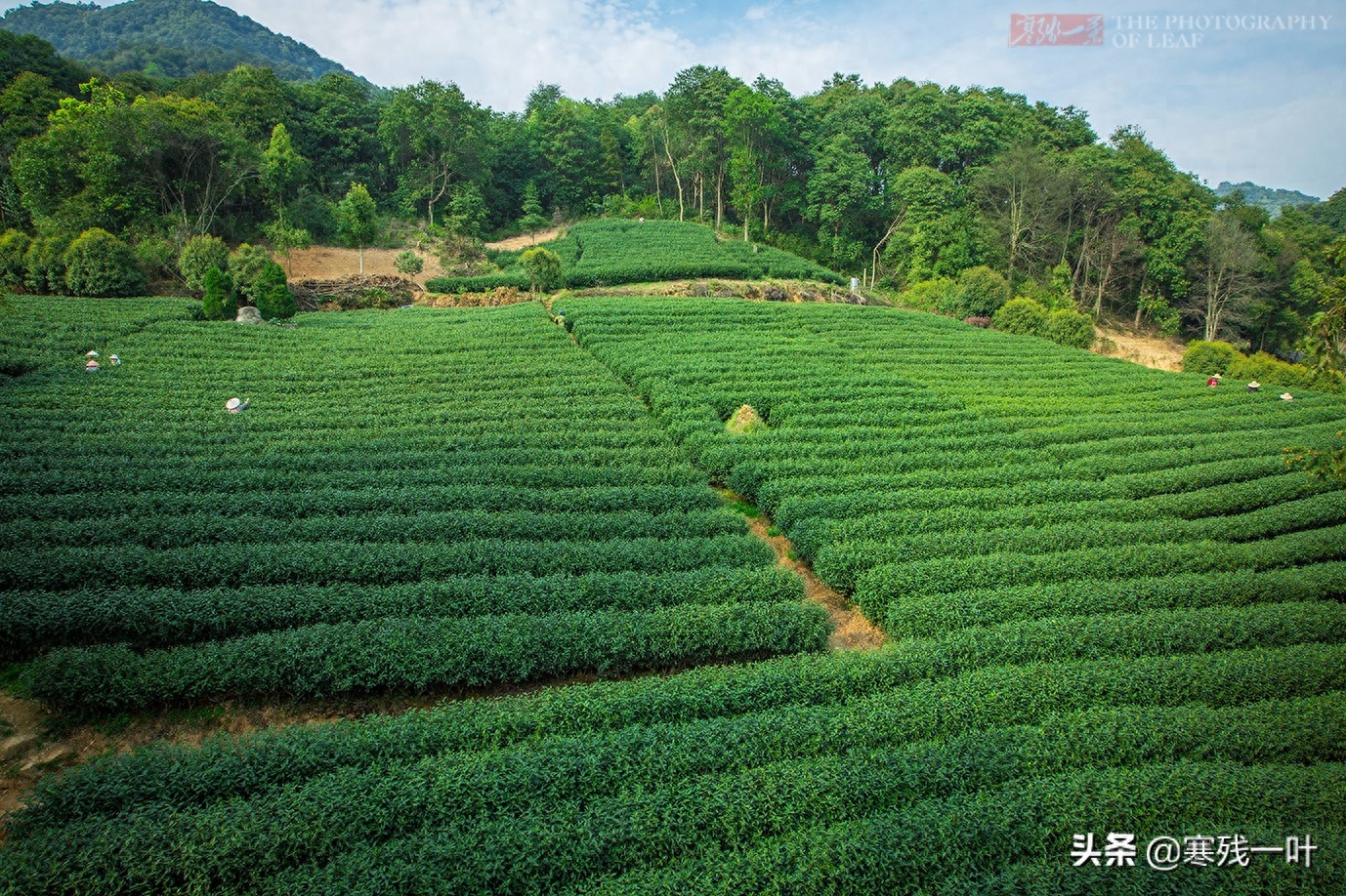 这才是真正的西湖龙井，与景区买的龙井茶价格相差很多，别被骗了