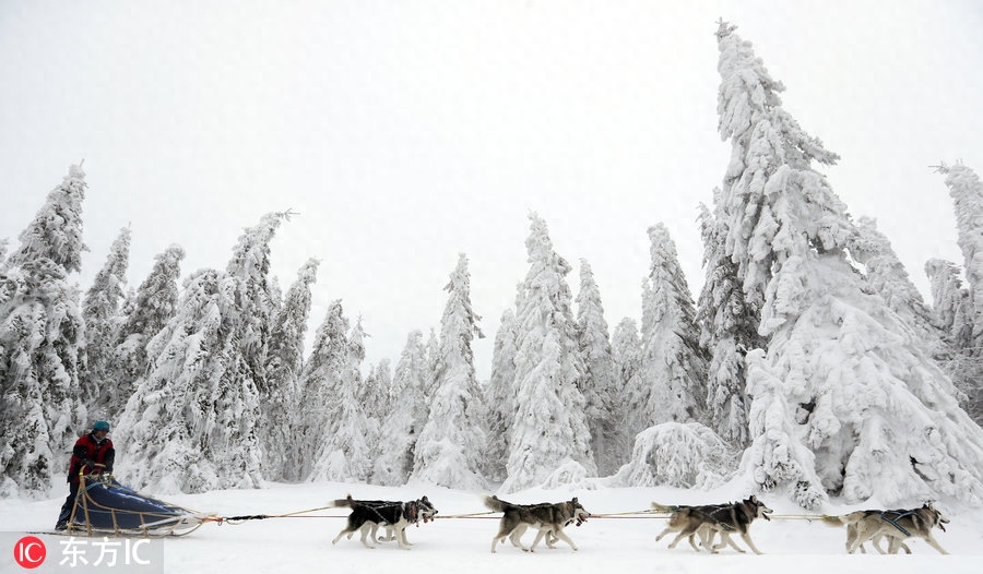 世界最艰苦雪橇犬大赛举行 狗狗雪原跋涉勇气耐力惊人