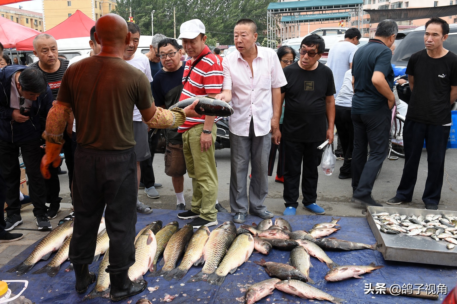 内蒙古最大花鸟市场：花鸟虫鱼肉蛋奶啥都有，但这些东西请别买