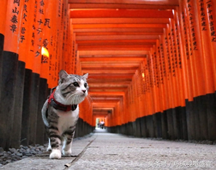 有一只带感的虎斑猫，随手拍摄的旅行照片都能美成这样