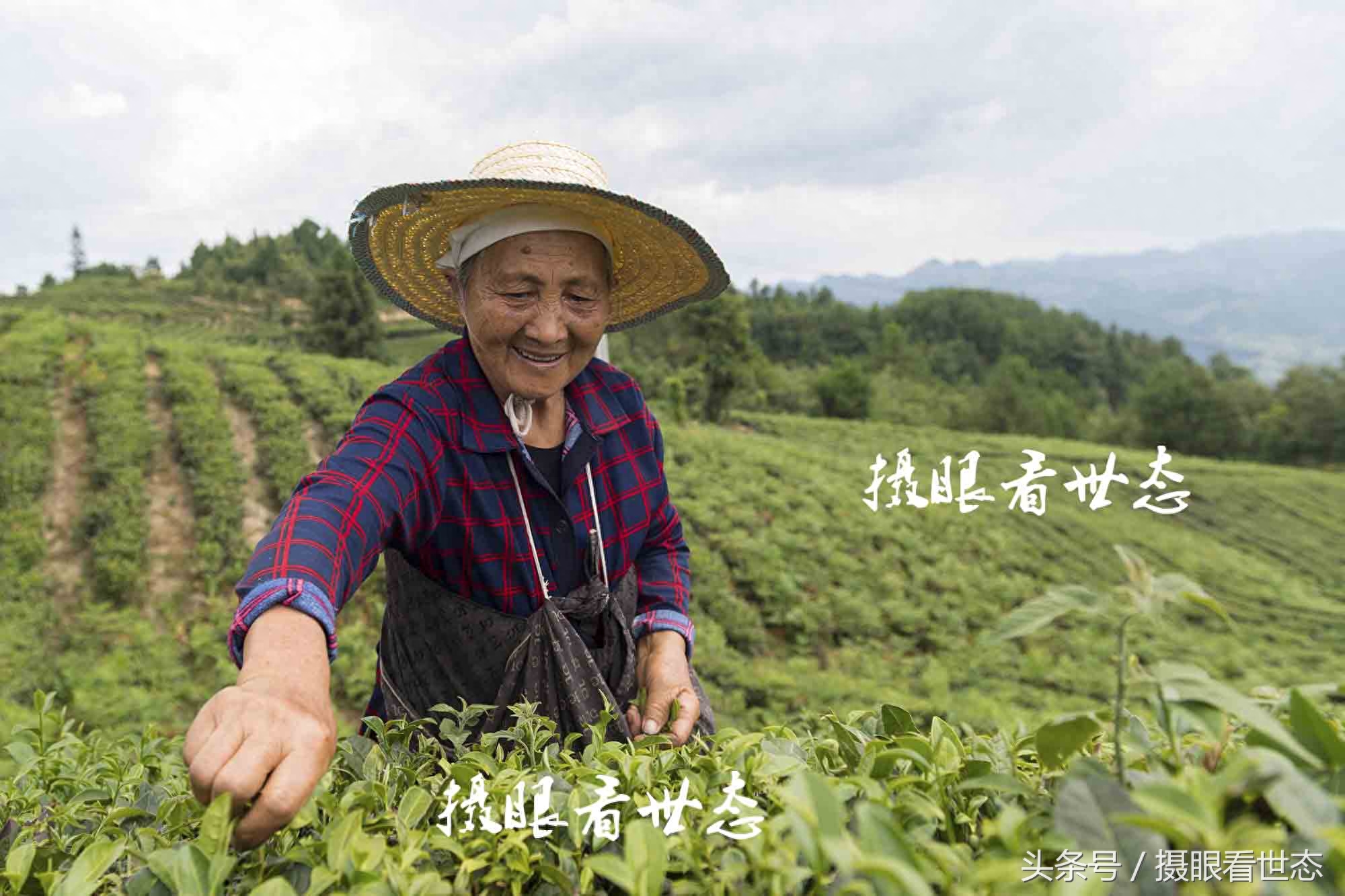 高温下的劳动者，这些农村妇女冒着酷暑上山赶采夏茶，日收入百元