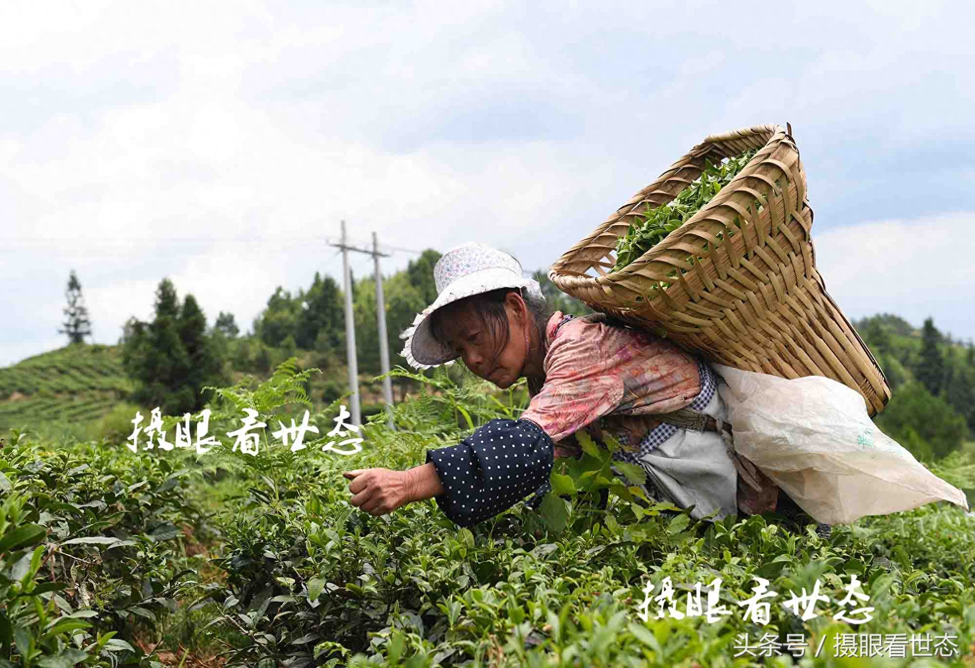 高温下的劳动者，这些农村妇女冒着酷暑上山赶采夏茶，日收入百元