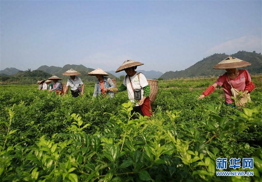 湖南张家界：“长寿藤茶”秋茶采摘忙