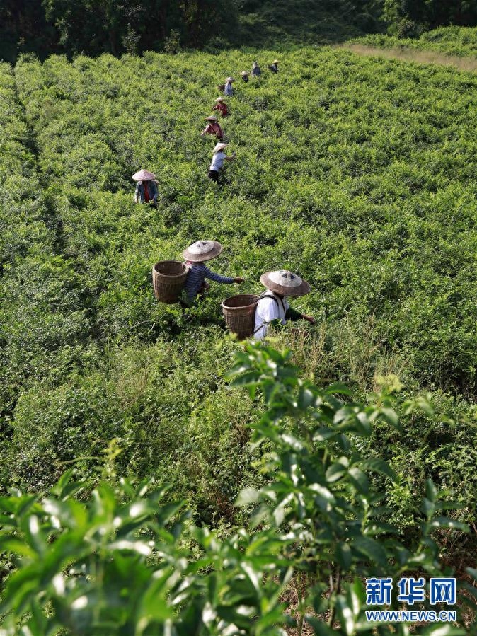 湖南张家界：“长寿藤茶”秋茶采摘忙