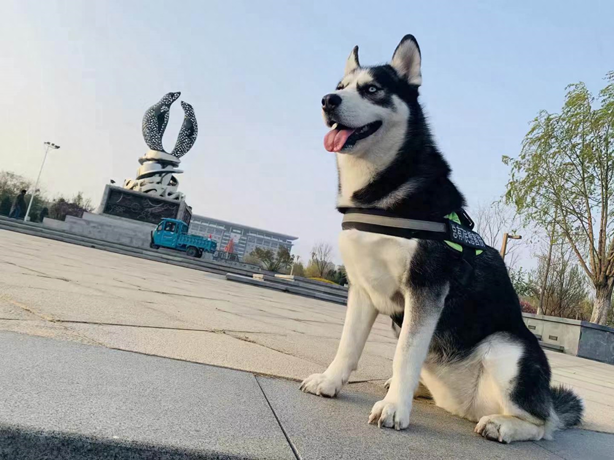 同是雪橇犬，二哈和阿拉斯加的差别咋这么大：胜在气质