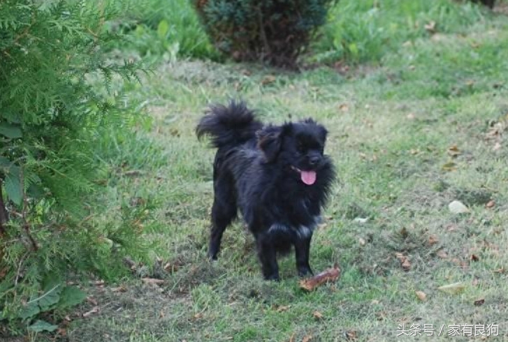 袖狗中国最古老的犬种之一，曾享誉天下，现如今却濒临灭种！