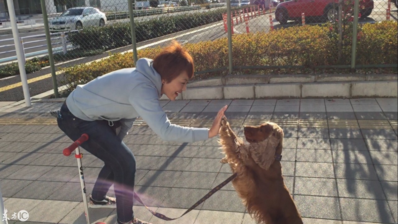 会冲浪的英国可卡犬在日本海浪引起围观