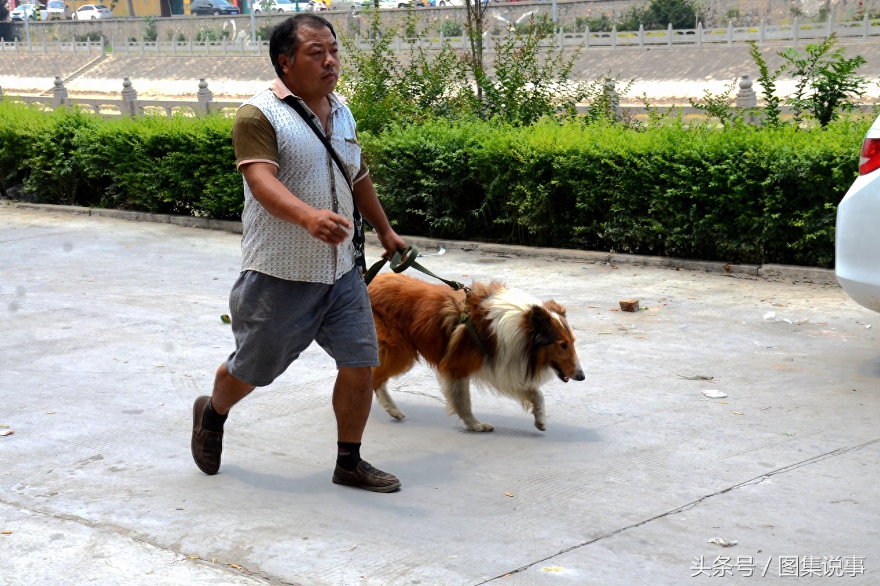 只因为两样东西，豫北大集如此热闹，巴哥犬只卖600元