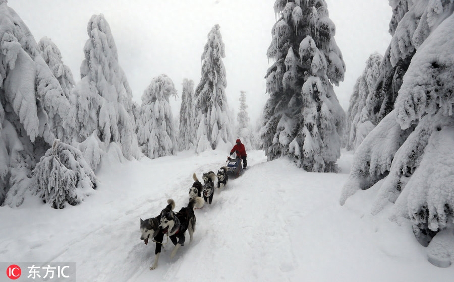 世界最艰苦雪橇犬大赛举行 狗狗雪原跋涉勇气耐力惊人