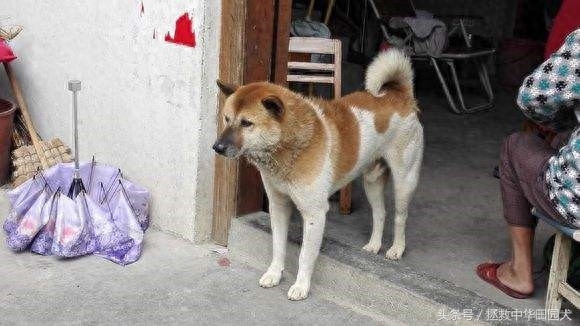 花样中华田园犬，原来土狗也可以这么花哨！