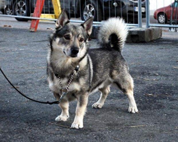 瑞典牧羊犬：狼犬和柯基犬的私生子，十足的男神风范