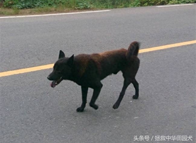 江西中华田园犬实拍（二）