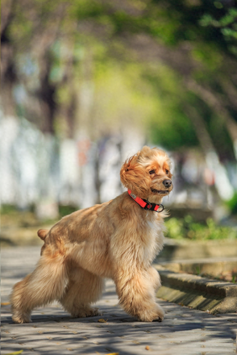 图虫人文摄影：宠物摄影-可卡犬