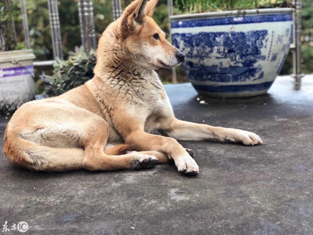 一只神奇的狗名字叫中华田园犬，特别效忠主人，对吃住不挑剔