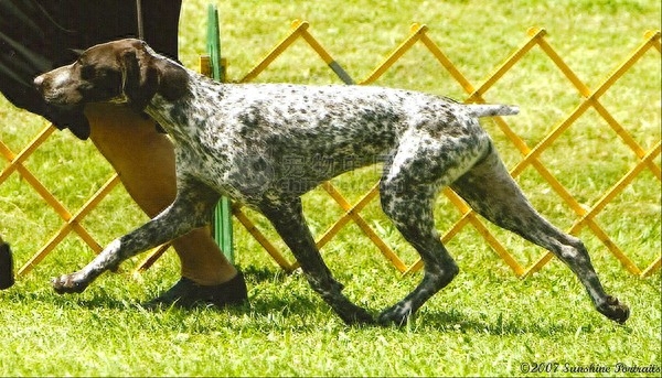 世界名犬 德国短毛指示犬