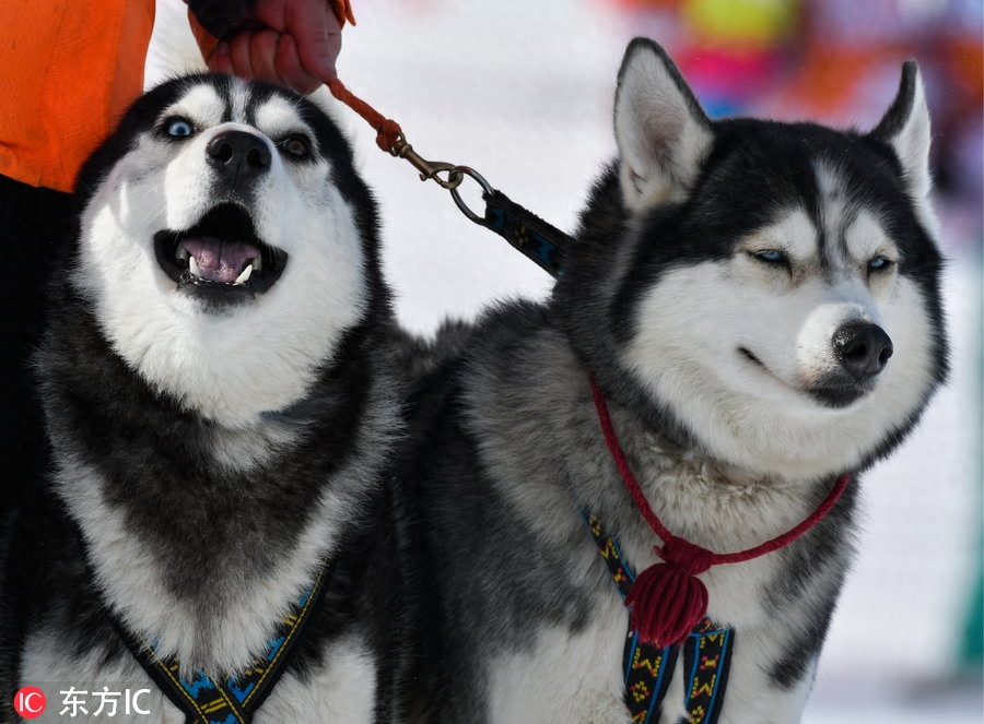 俄罗斯举行儿童雪橇犬大赛 萌娃萌汪雪地撒欢狂奔