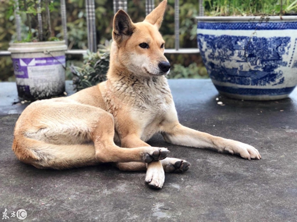 一只神奇的狗名字叫中华田园犬，特别效忠主人，对吃住不挑剔