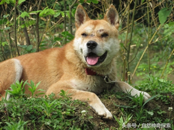 最美乡村田园犬，给你一只，哪一只是你最想要的呢！每一只都不同