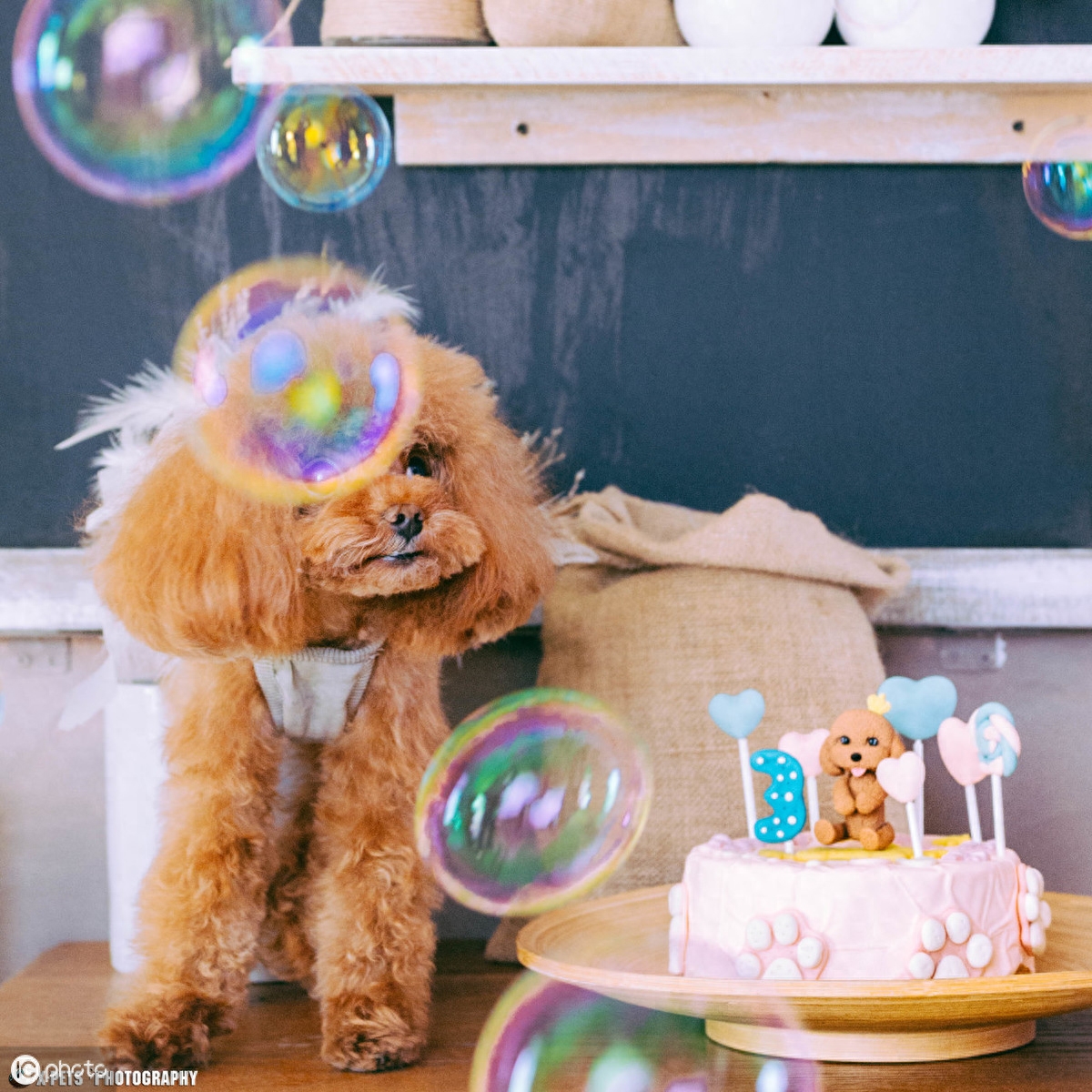 第一次养狗推荐贵宾犬！体型小不掉毛，智商排名第二易训练