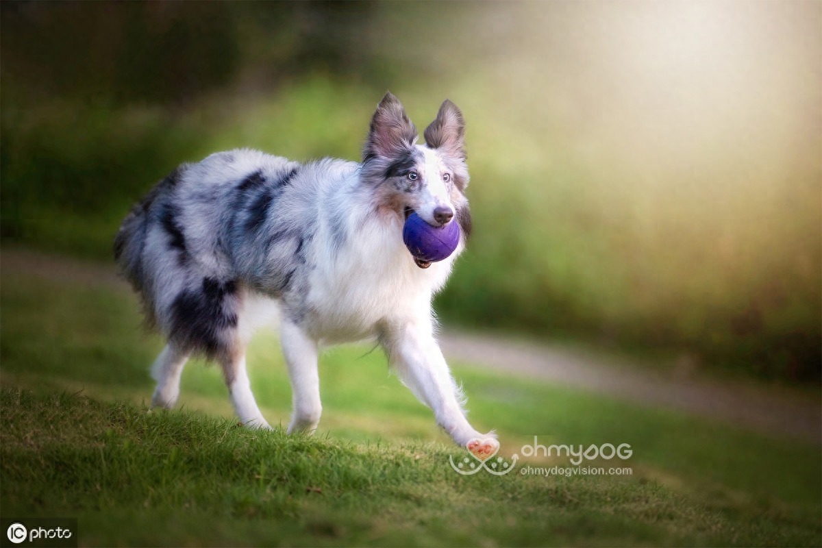 边境牧羊犬虽然聪明，养起来不容易，最好从小注意这3点