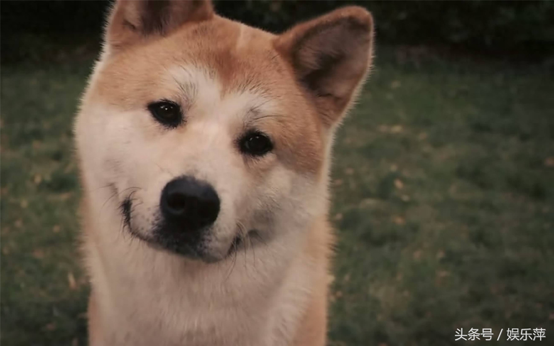 智商居然比不过二哈，比哈士奇还爱犯二，它就是秋田犬