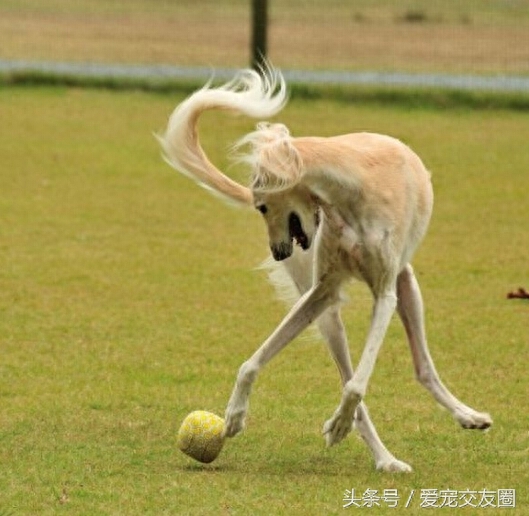 历史古老，个性活泼友善，来自阿拉神的赠物萨路基猎兔犬